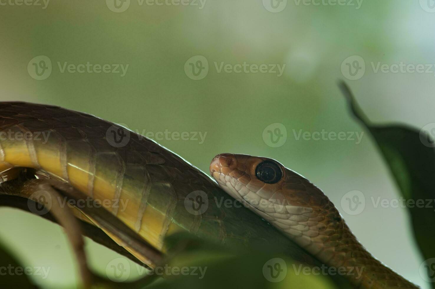 Boomslang Snake or Dispholidus typus photo