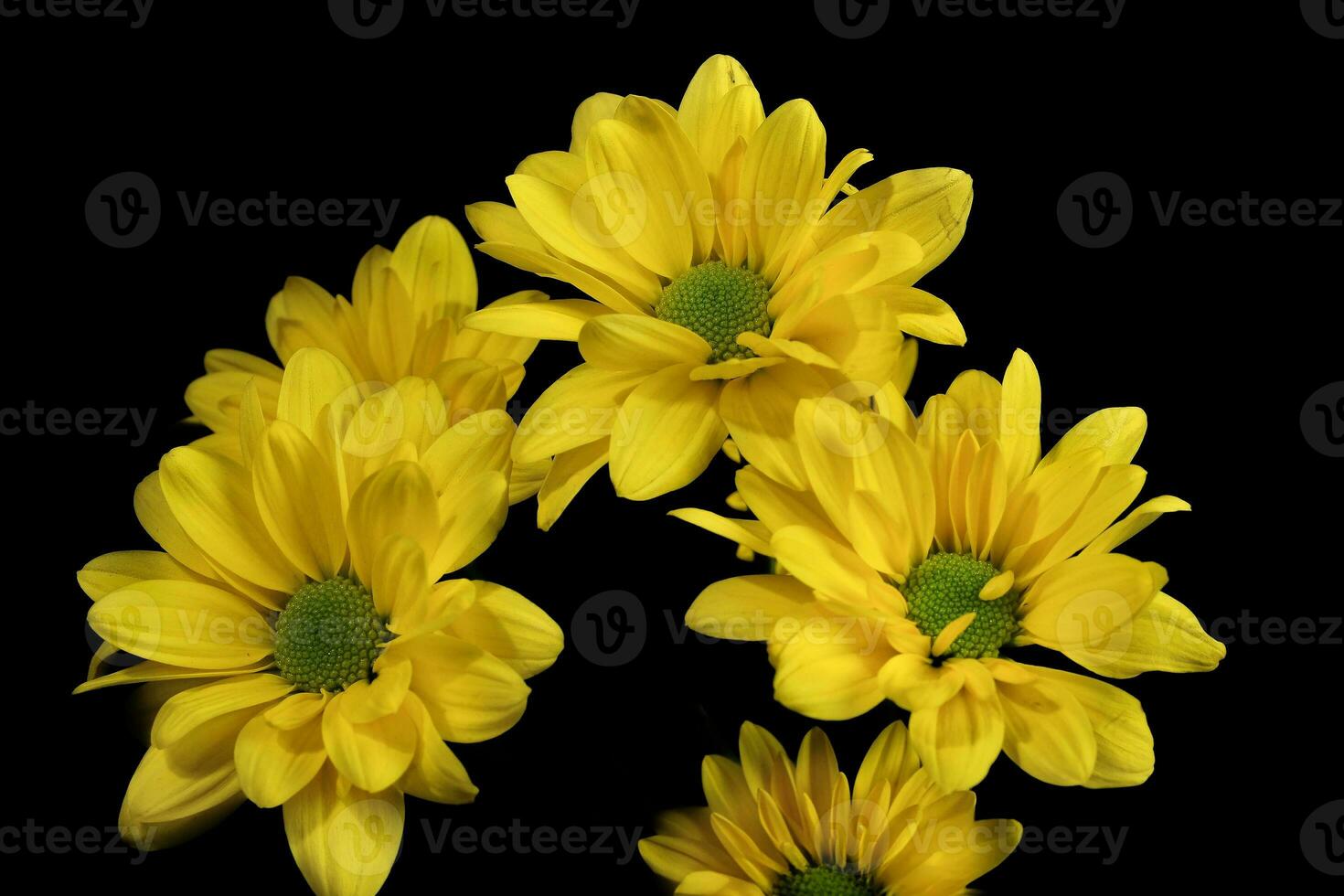Chrysanthemum lavandulifolium flowers with yellow petals photo
