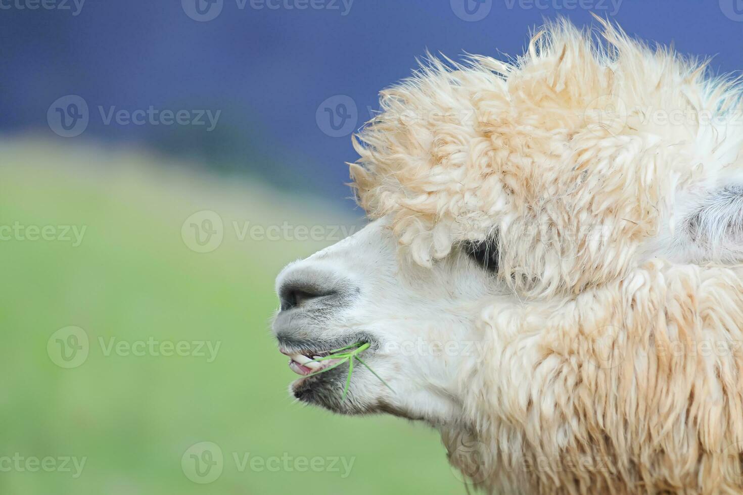 un retrato de Huacaya alpaca foto