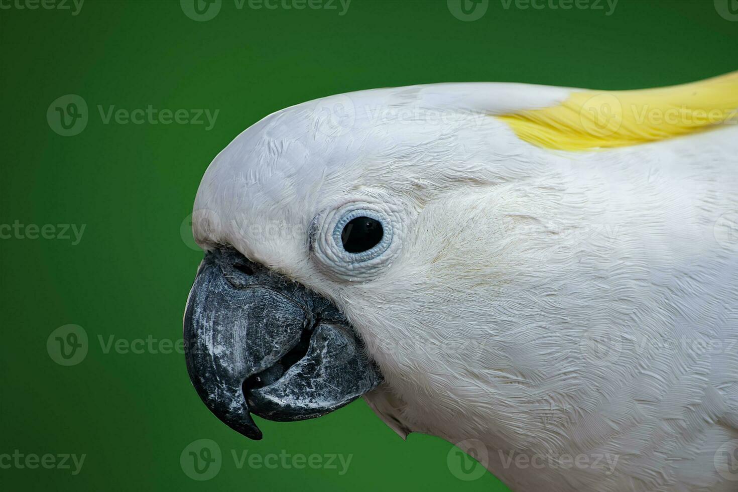 head portrait of a white parrot photo