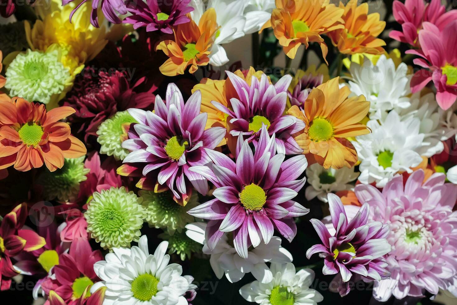 A group of chrysanthemums in the garden at the day photo