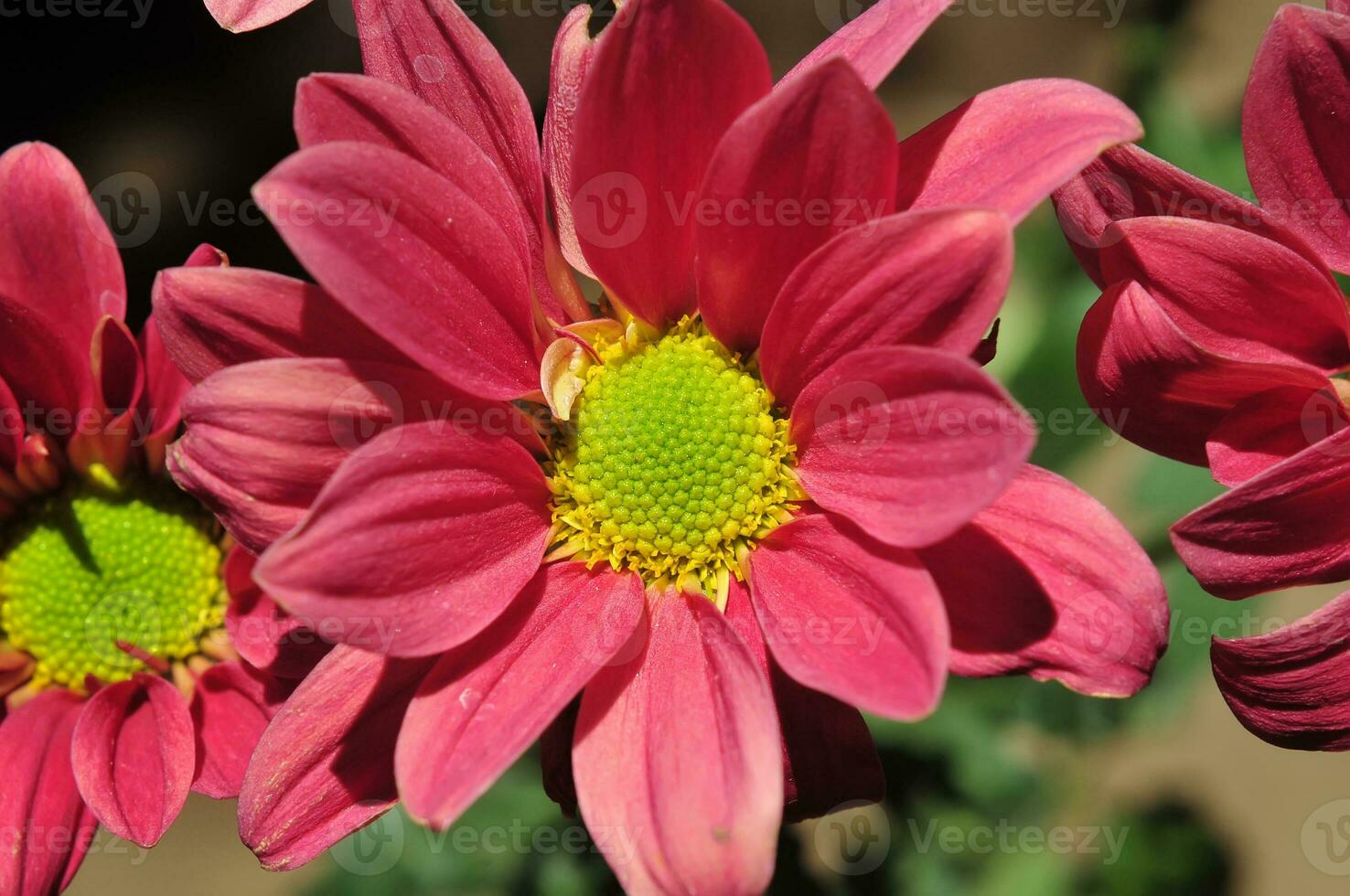 Chrysanthemum koreanum flower with red petals photo