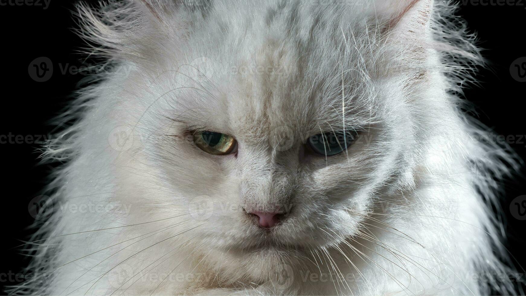 portrait of a persian breed cat felis catus photo