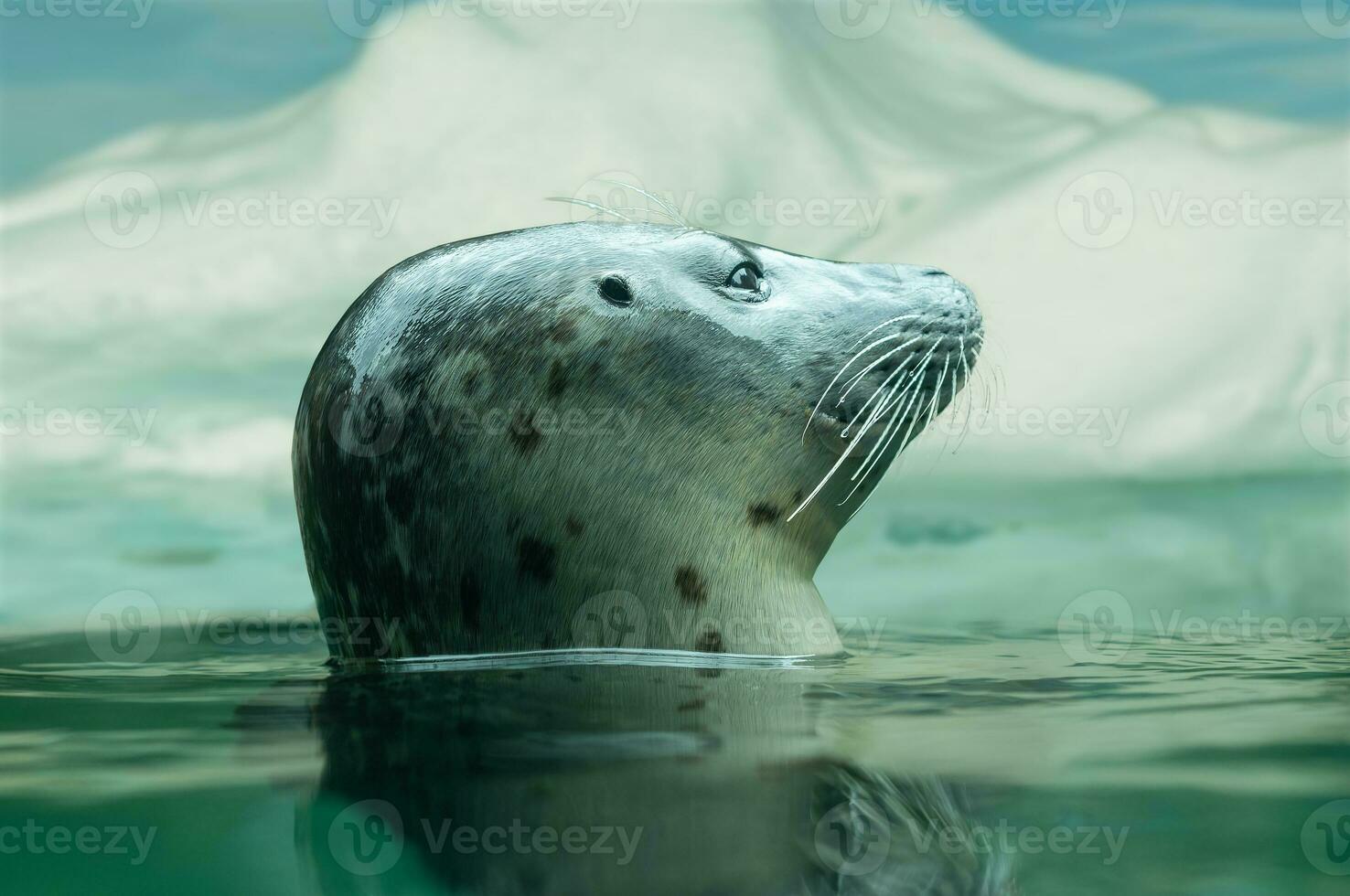 Lion Sea or Seal Pochidae photo