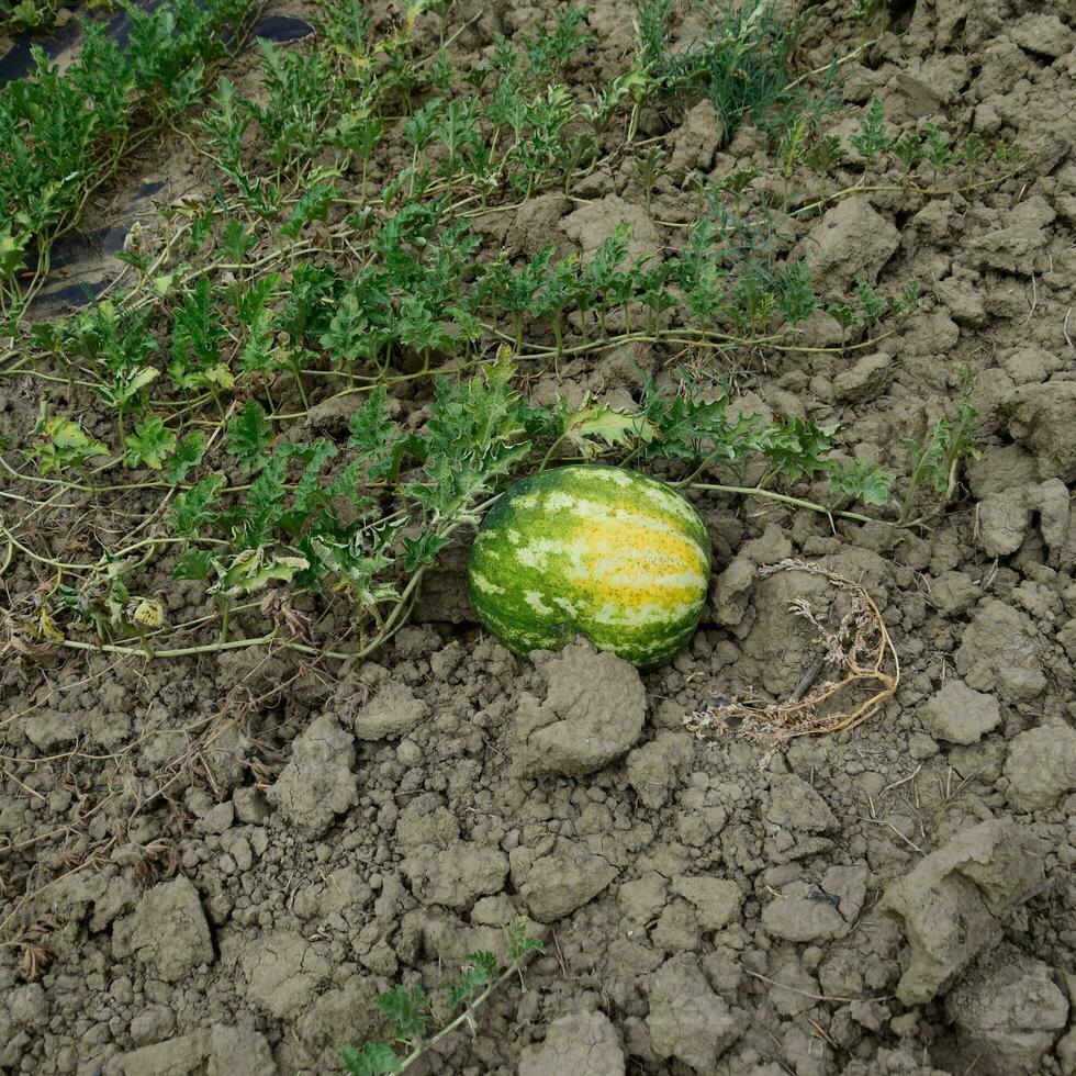 el creciente sandía en el campo foto