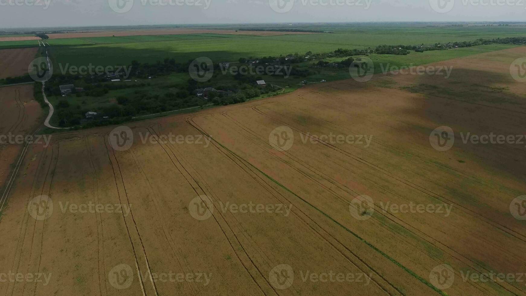 Field of ripe wheat. View from above. photo