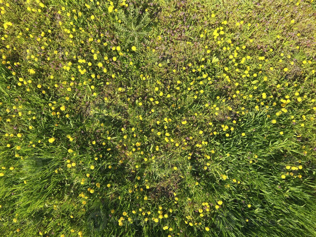 Top view of a flower clearing in the garden. Dandelions are yellow flowers and other flowers photo