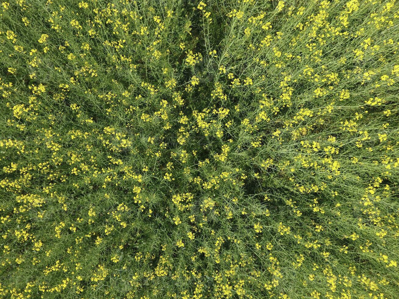 campo de floración violación. parte superior ver desde el zumbido. violación, un syderático planta con amarillo flores campo con siderates foto