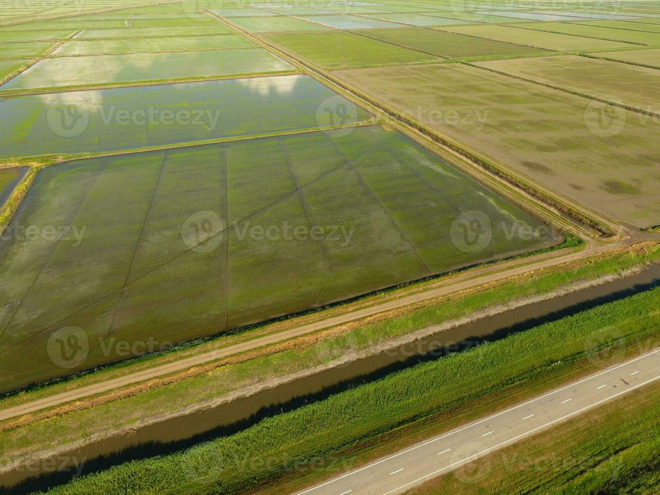 The rice fields are flooded with water. Flooded rice paddies. Agronomic methods of growing rice in the fields. photo