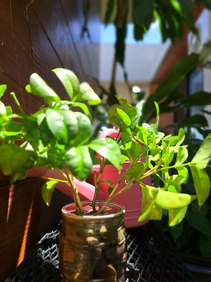 Bright ornamental plants in the soft afternoon sunlight. photo