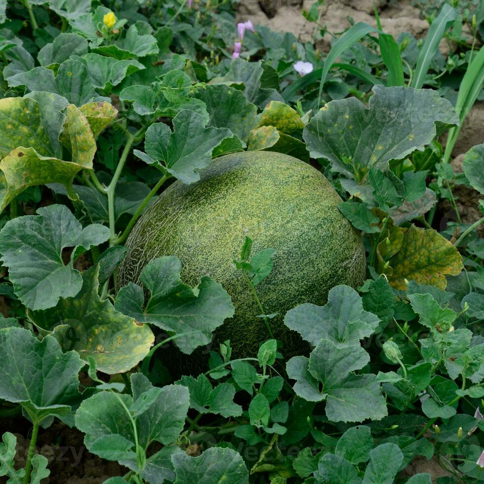 el creciente melón en el campo foto