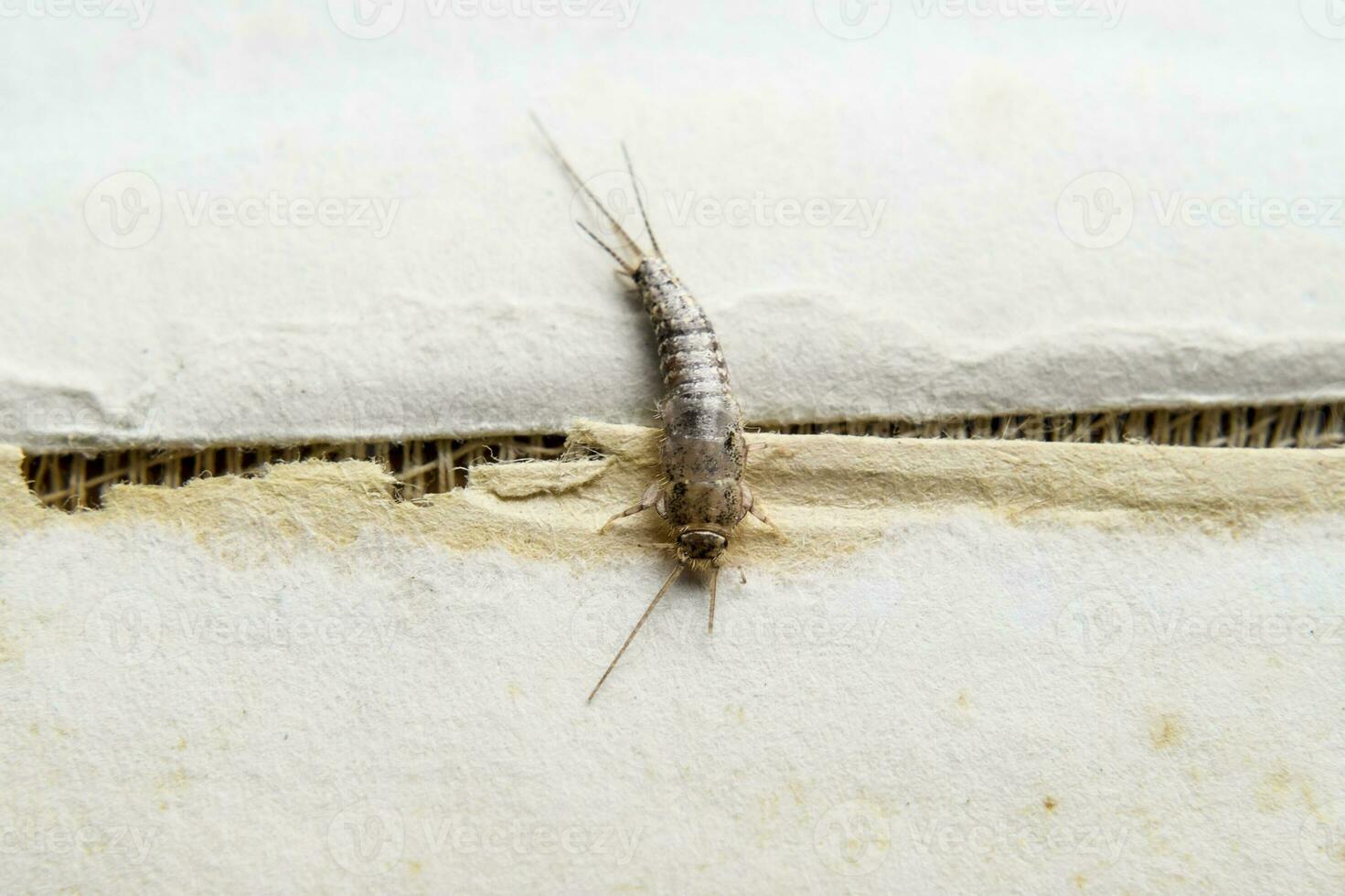 Insect feeding on paper - silverfish photo