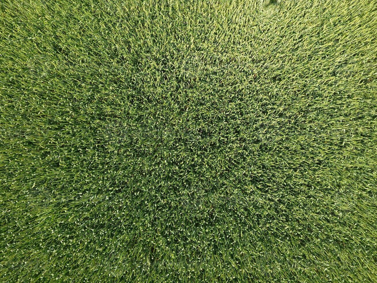 Green wheat in the field, top view with a drone. Texture of wheat green background. photo