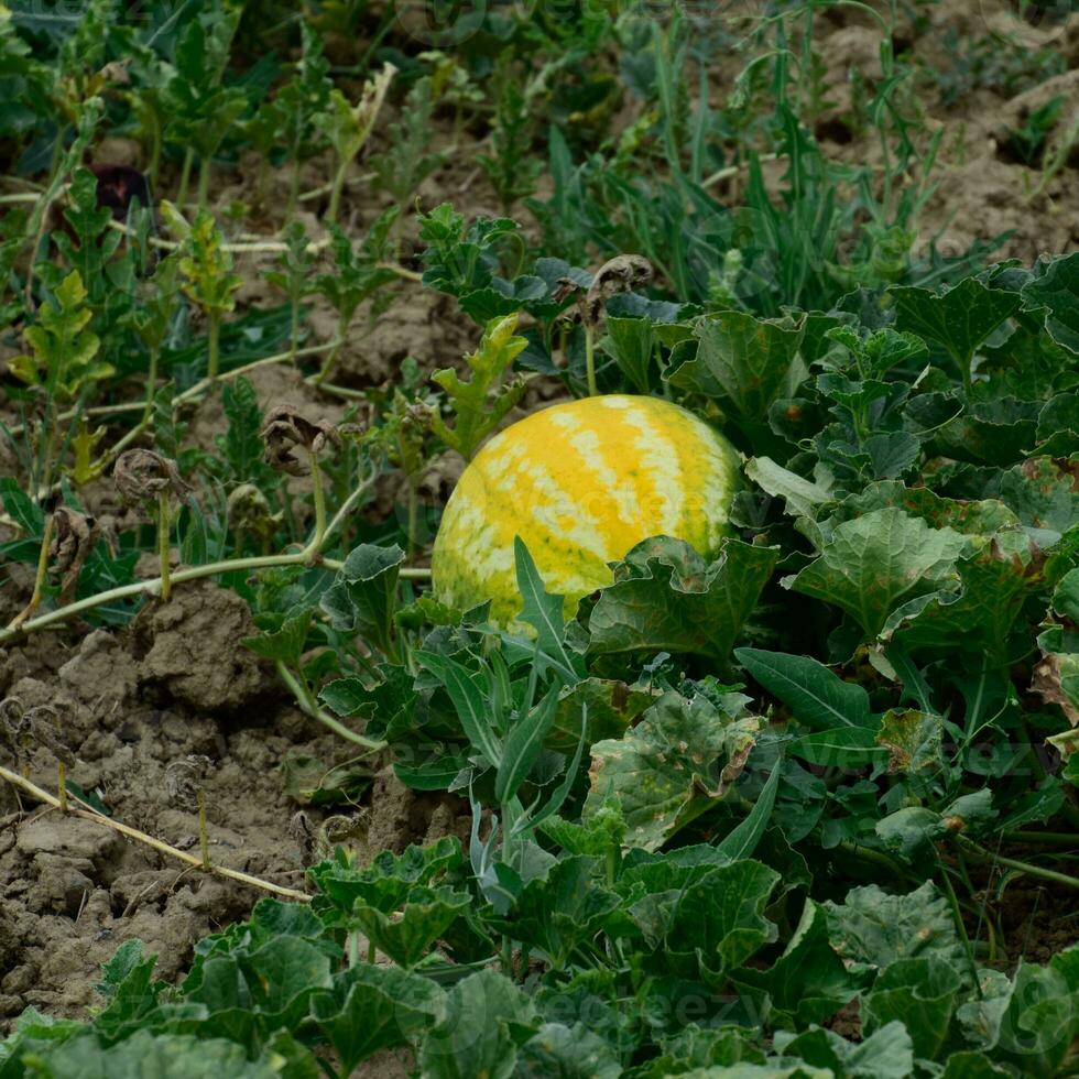 The growing water-melon in the field photo