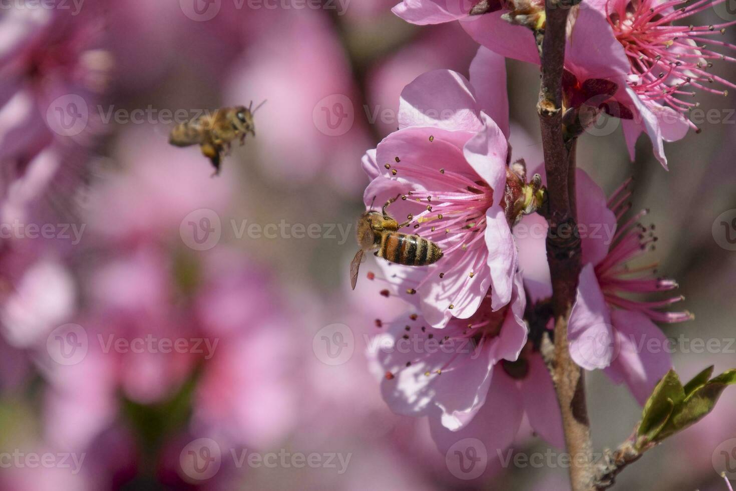 Pollination of flowers by bees peach. photo