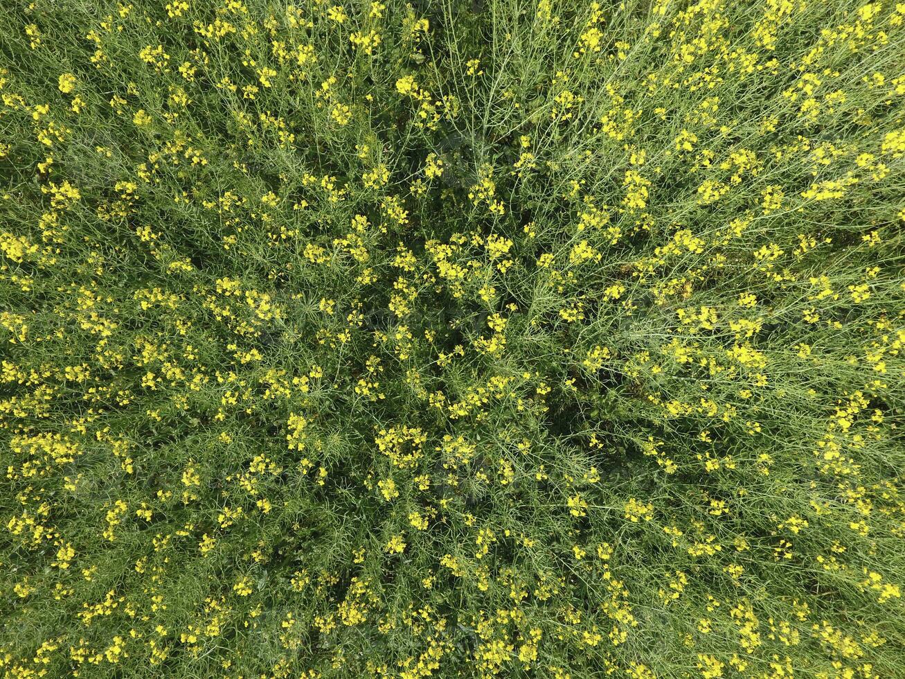 Field of flowering rape. Top view from the drone. Rape, a syderatic plant with yellow flowers. Field with siderates photo