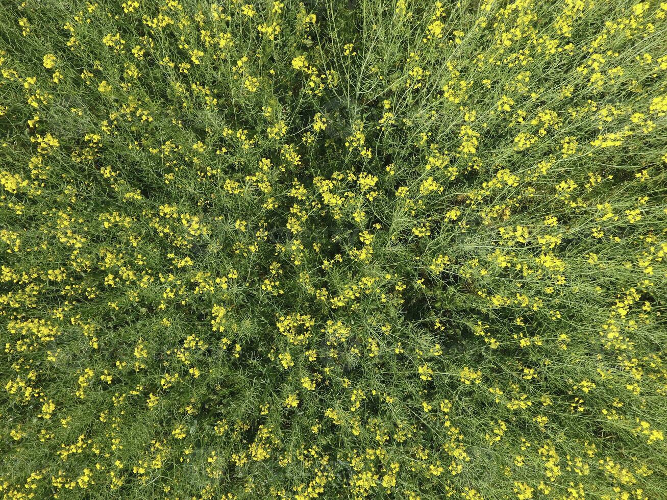 campo de floración violación. parte superior ver desde el zumbido. violación, un syderático planta con amarillo flores campo con siderates foto