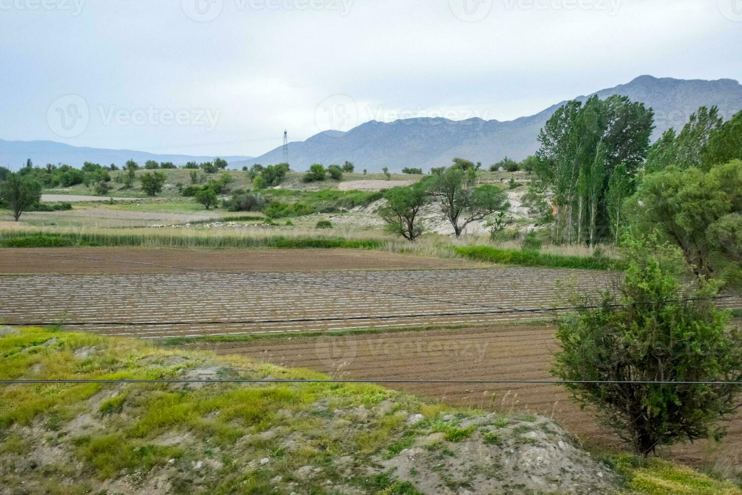 Field with crops of watermelons under the film photo