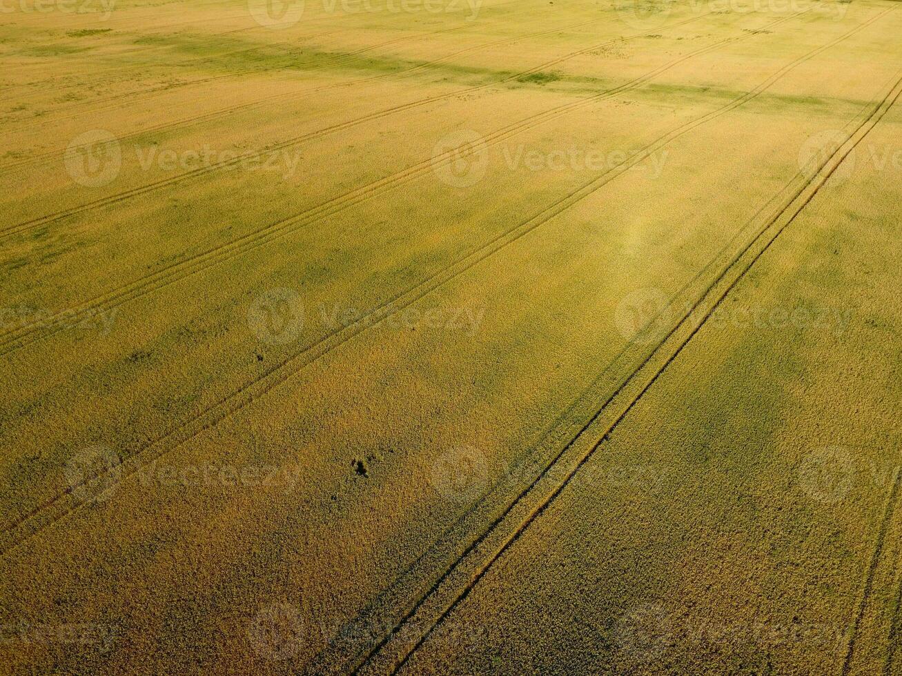 Ripening wheat. Green unripe wheat is a top view. Wheat field photo