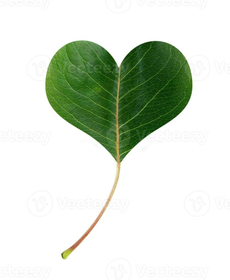 leaf heart isolated photo