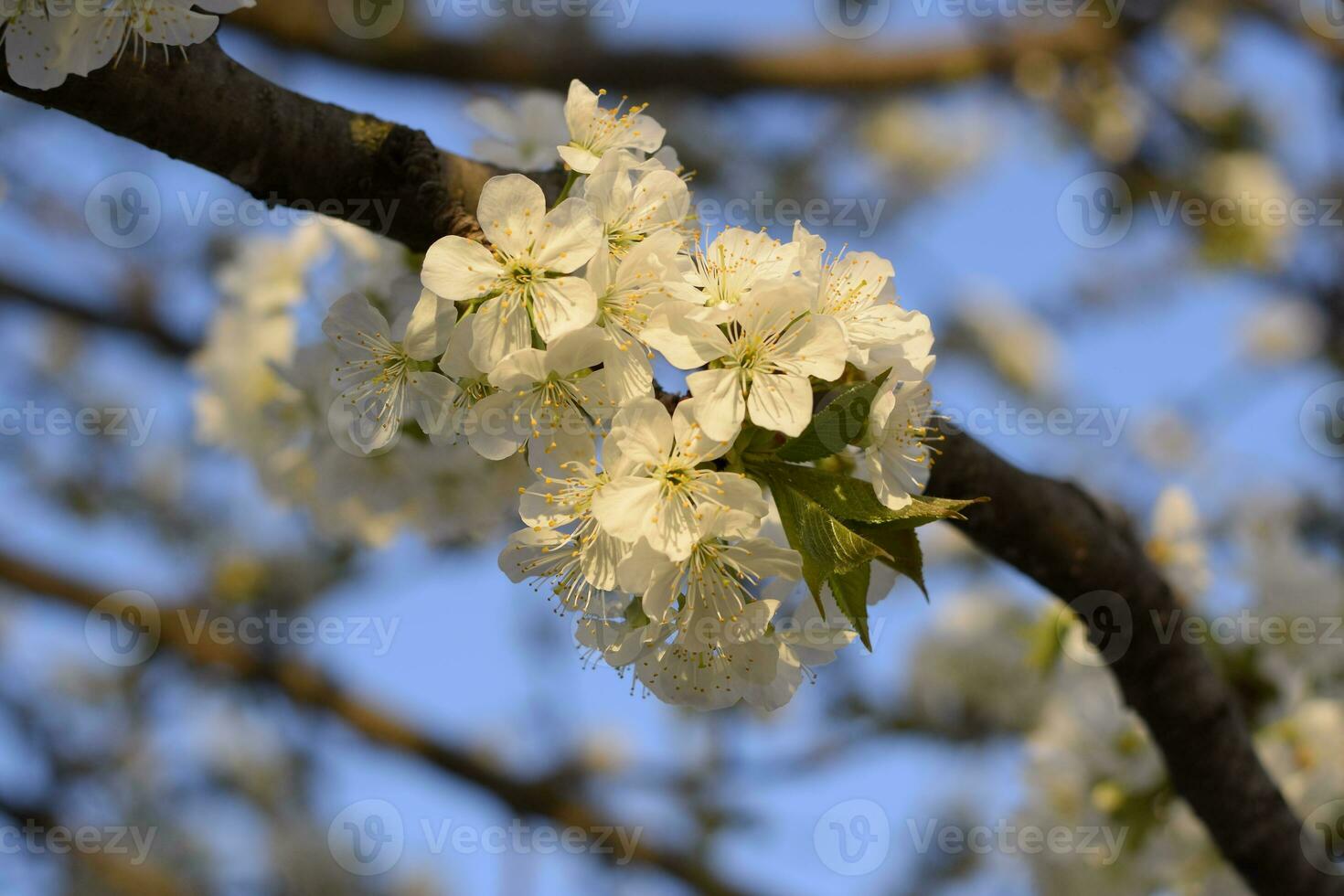Prunus avium Flowering cherry. Cherry flowers on a tree branch photo