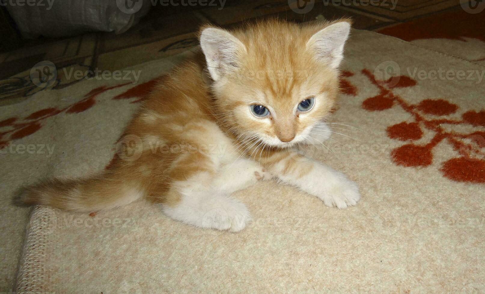 Red-haired cat, domestic pet. Favorite pets in our homes photo