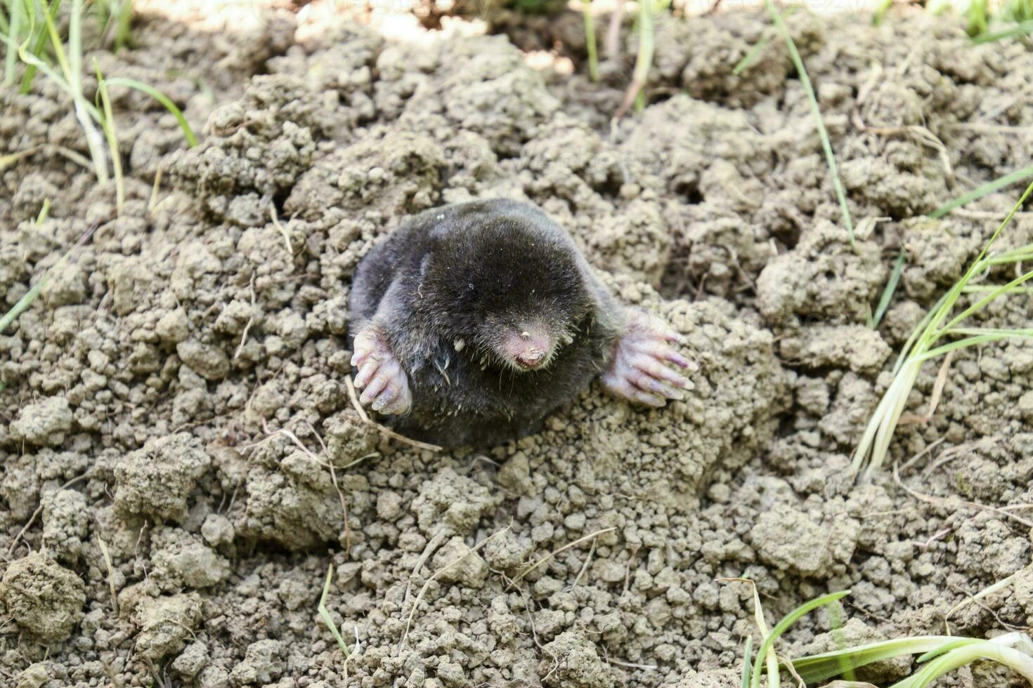 mole climbs out of the hole. Black mole. A mound of earth from a mole. An underground animal is a mole. photo