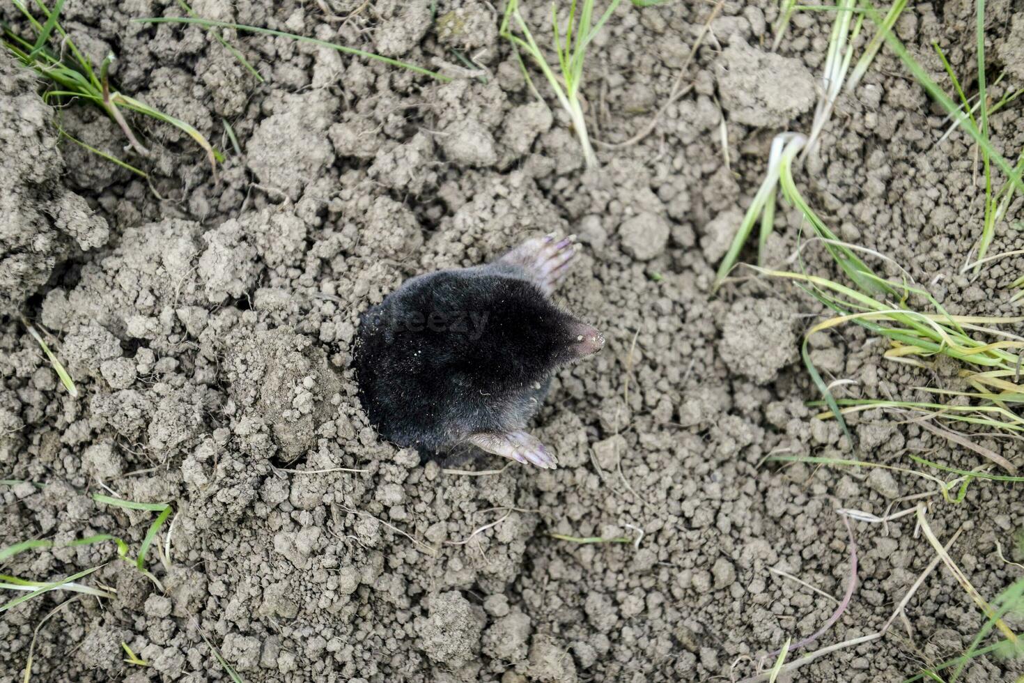 mole climbs out of the hole. Black mole. A mound of earth from a mole. An underground animal is a mole. photo