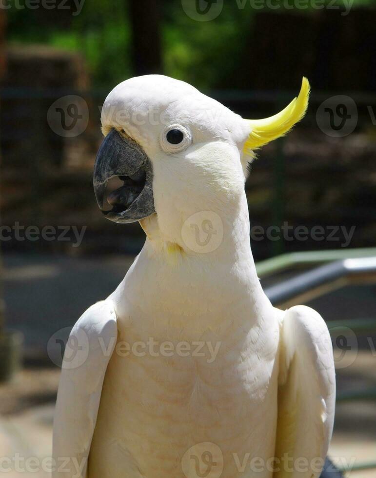 cockatoo in Australia photo