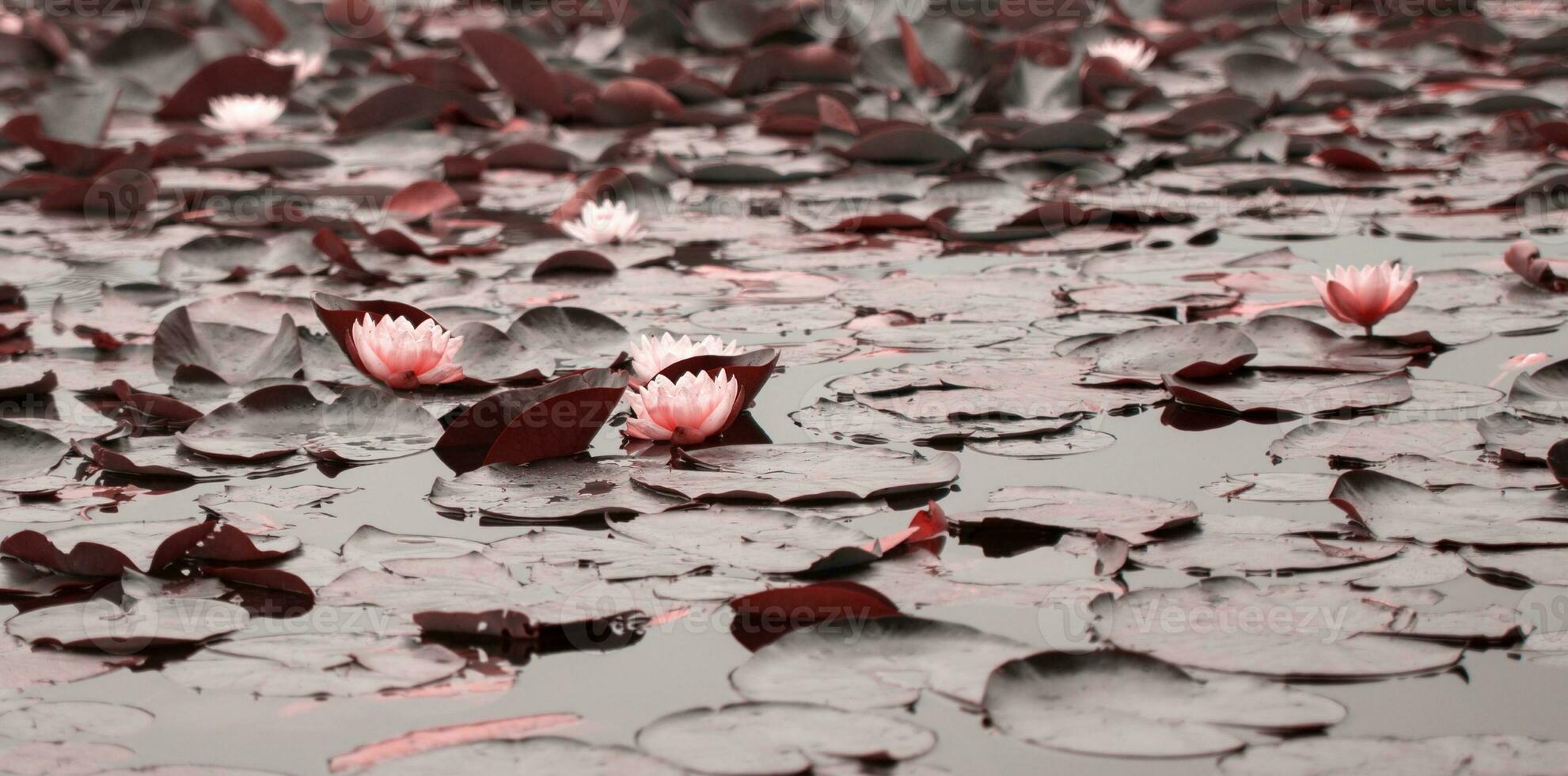 water lillies on pond photo