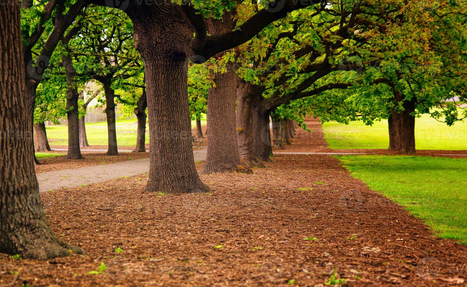 park alley view photo