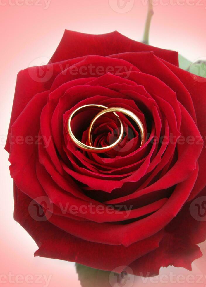 rings with rose photo