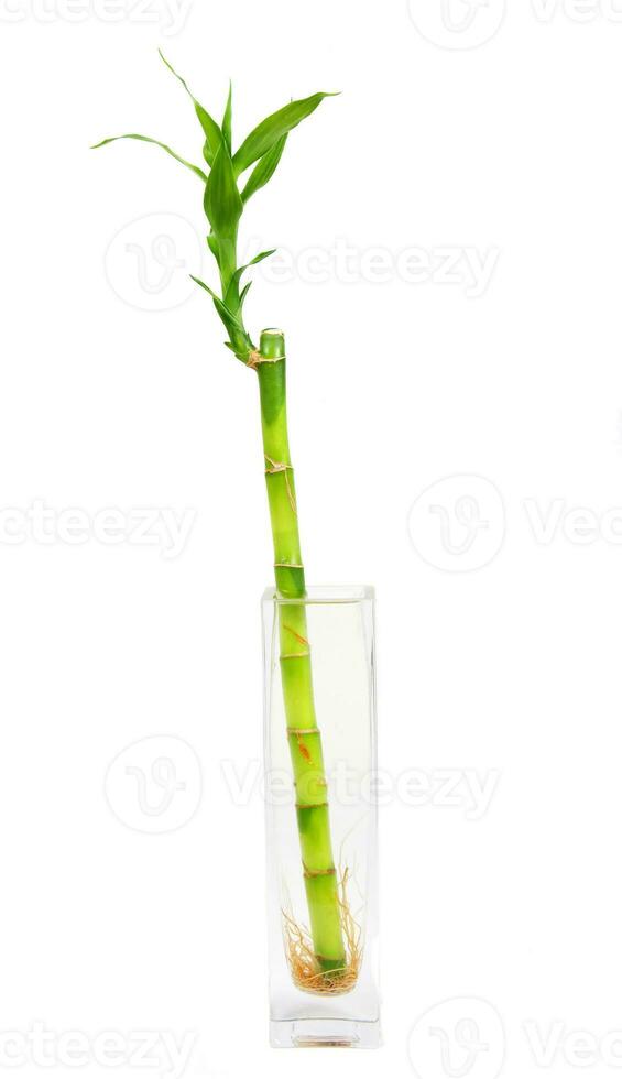 bamboo tree on white photo