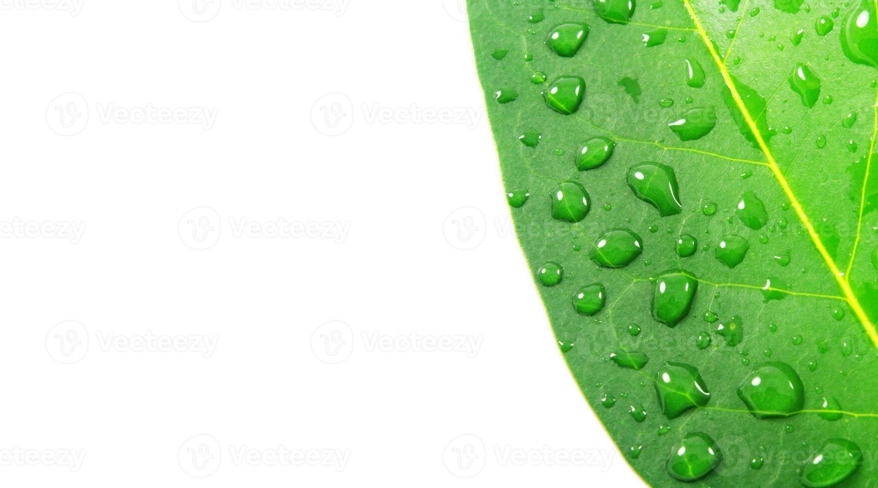 Leaf with water drops with copy space photo