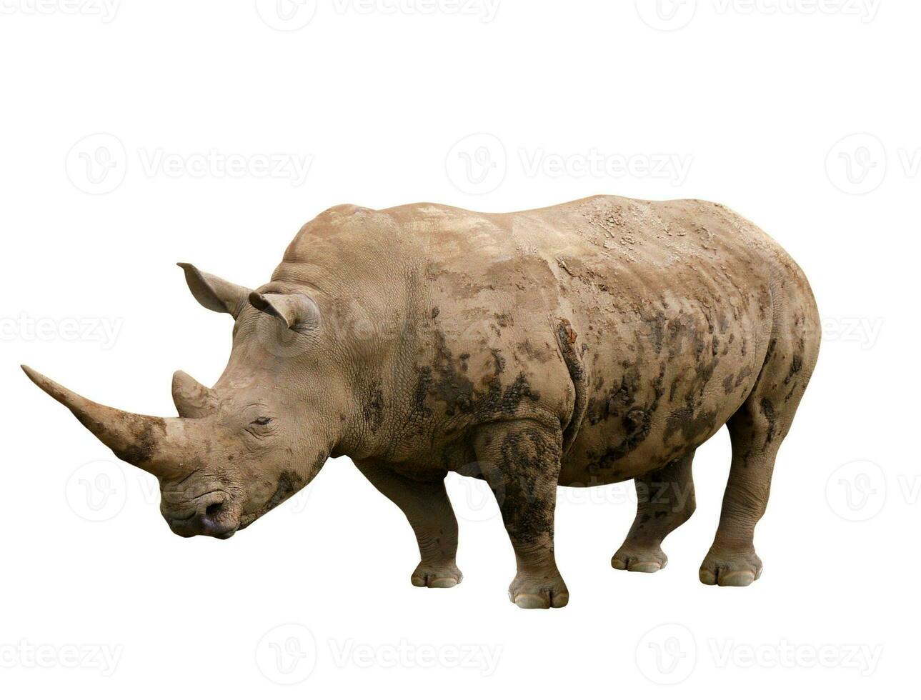 rhinoceros on white photo