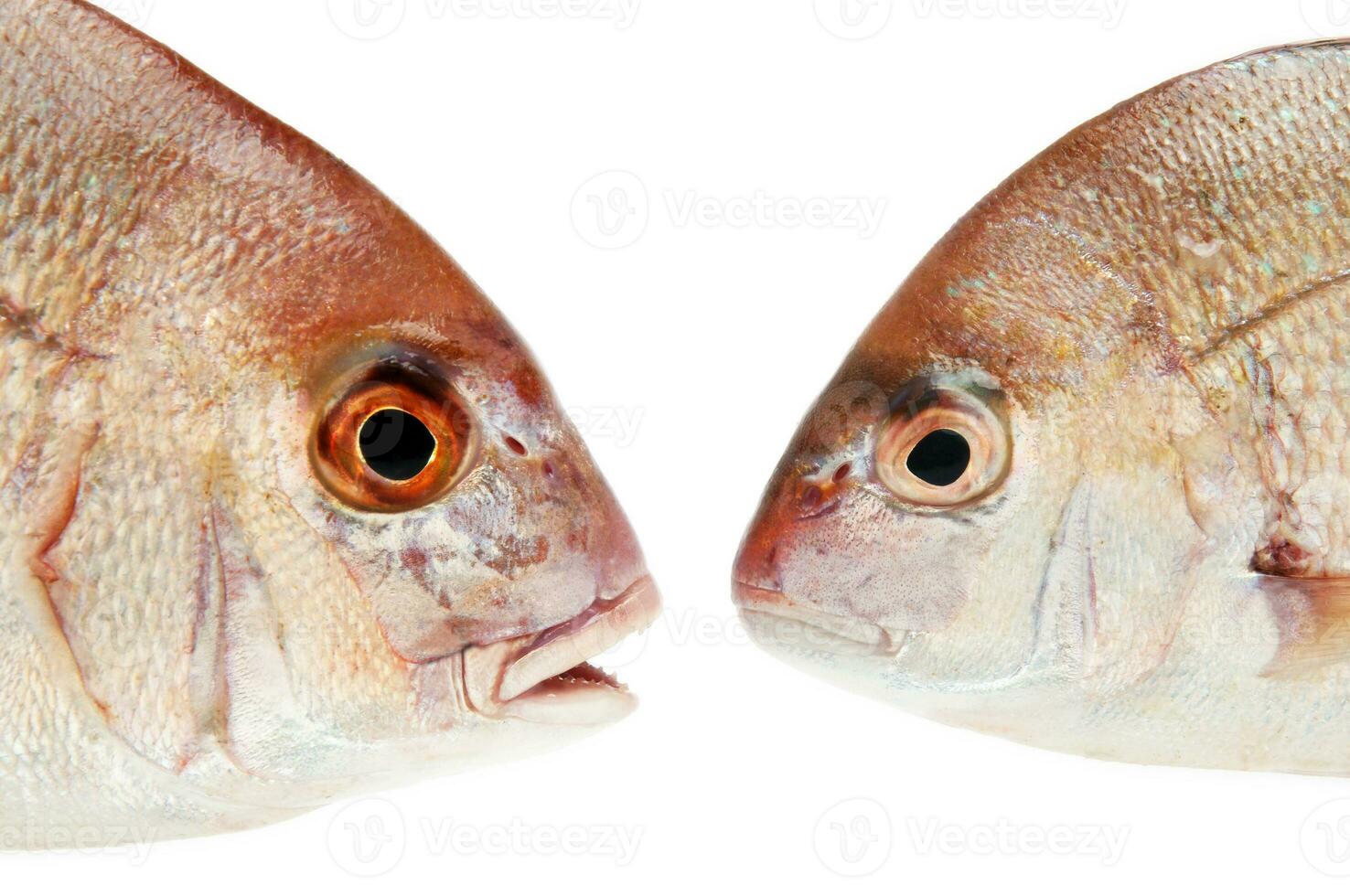fishes on white photo