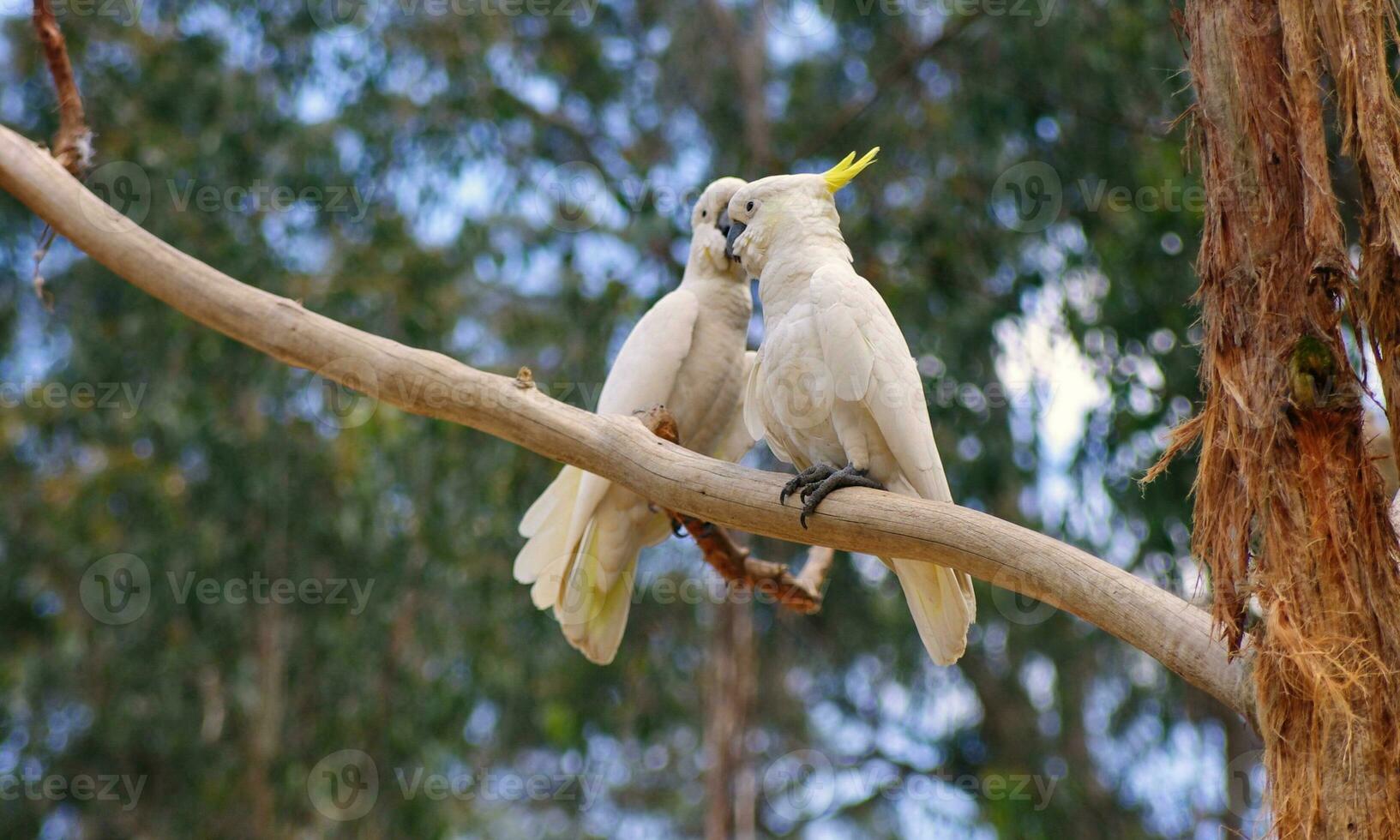 cockatoo in Australia photo