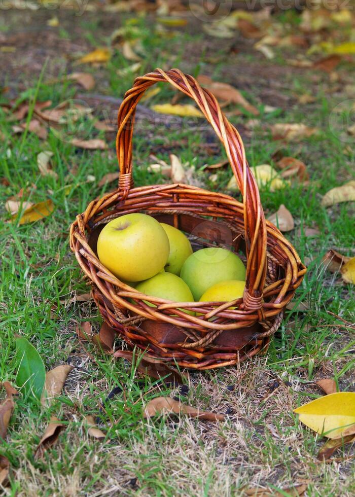 manzanas en cesta foto