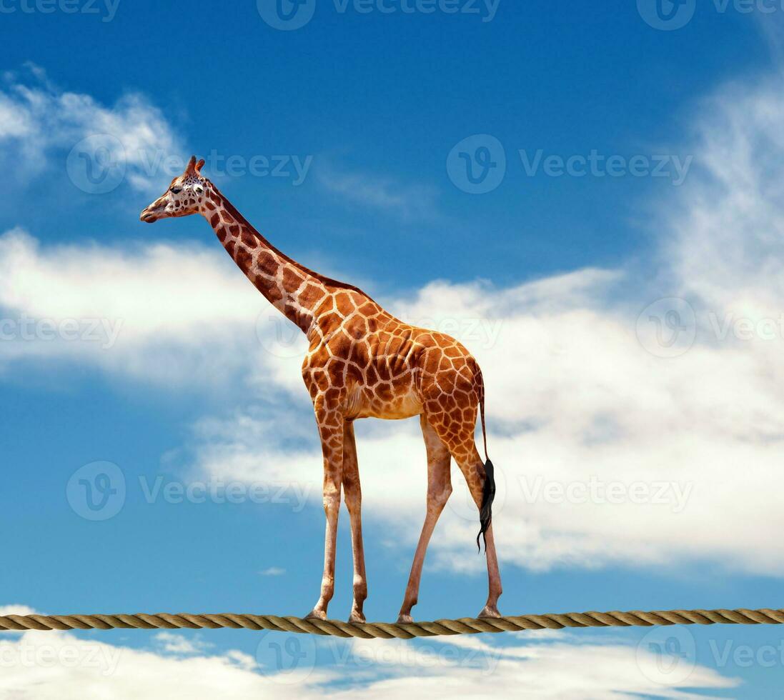 funny giraffe closeup photo