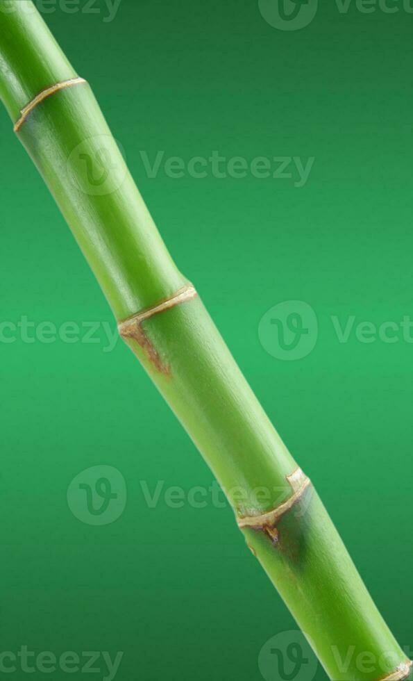 bambú árbol de cerca foto
