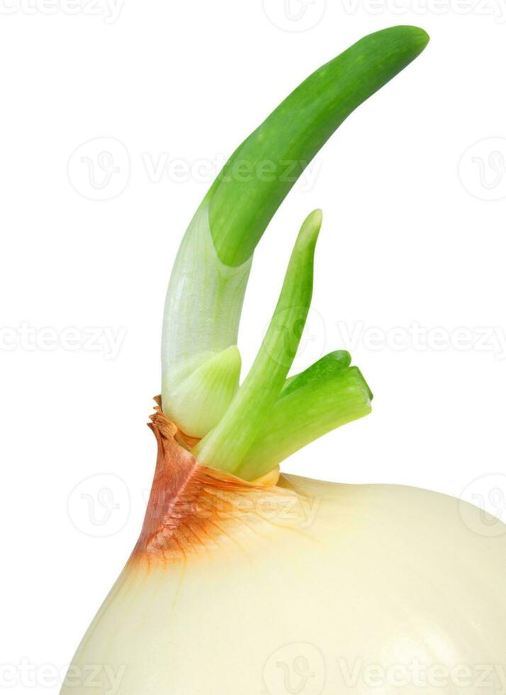 the onion on white photo