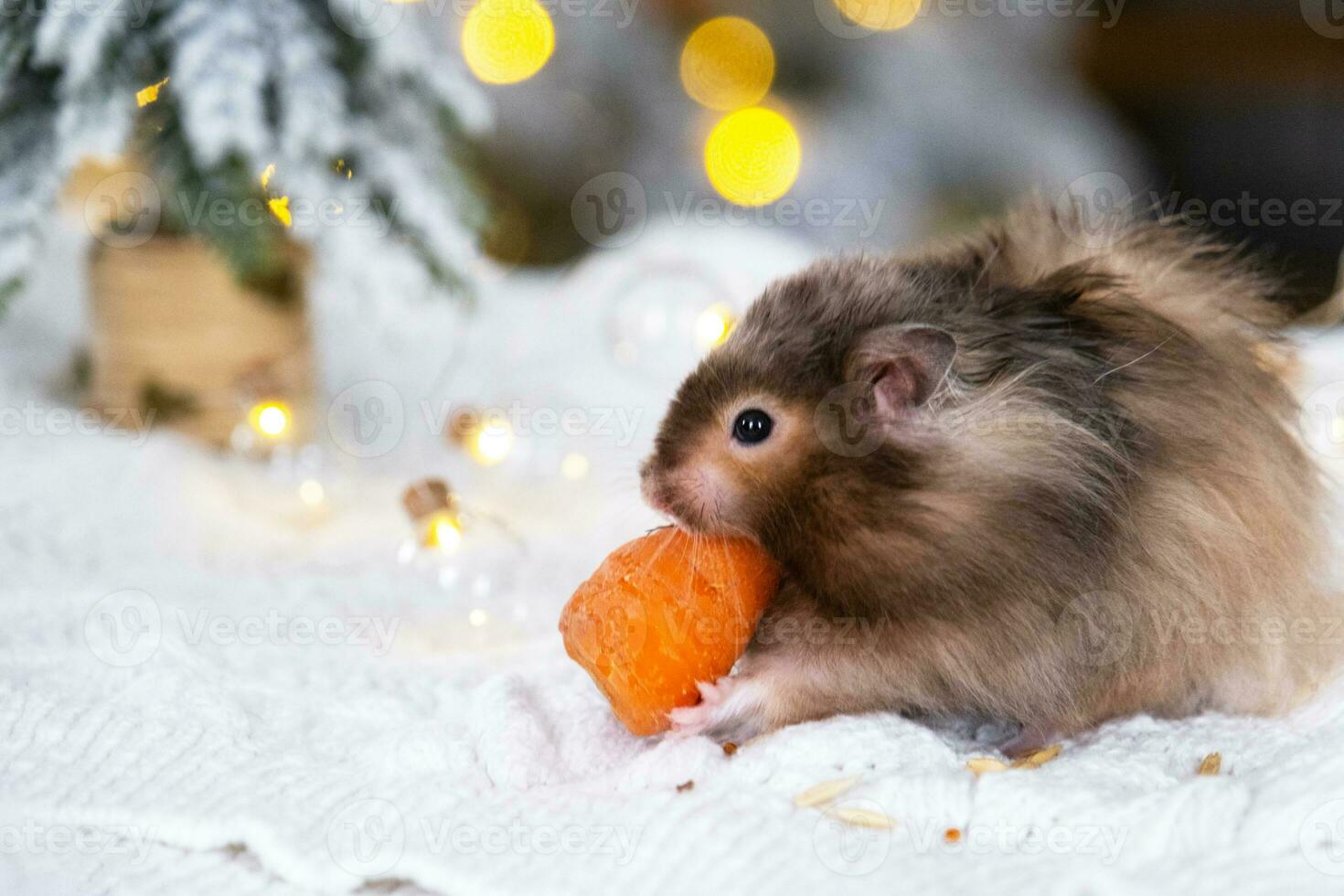 A funny shaggy fluffy hamster nibbles a carrot on a Christmas