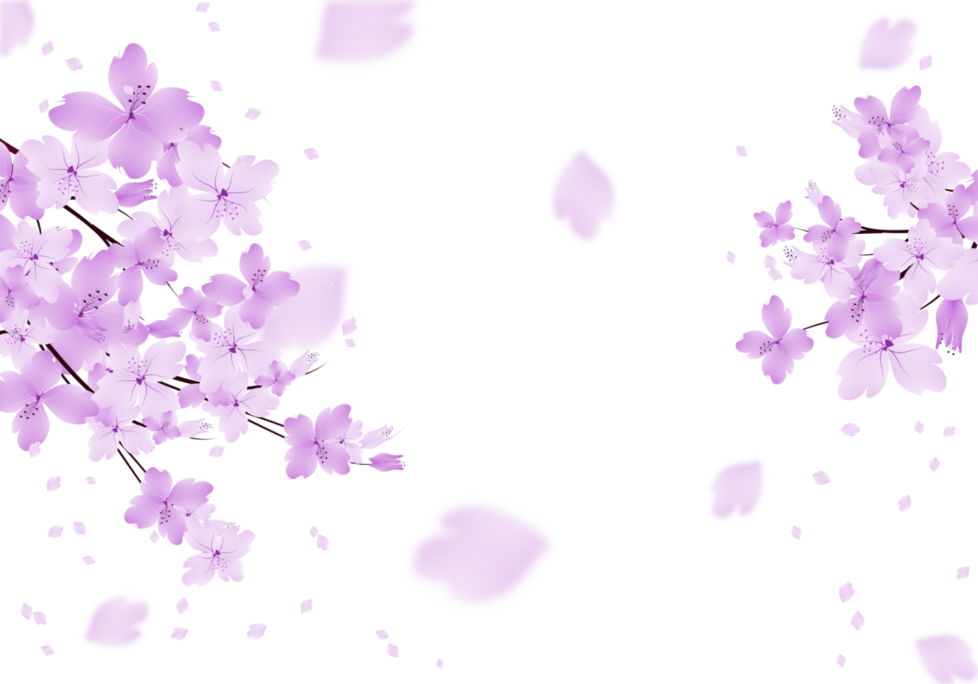 Purple Flowers Frame. Sakura bloom Background. Floral Branch Border. png
