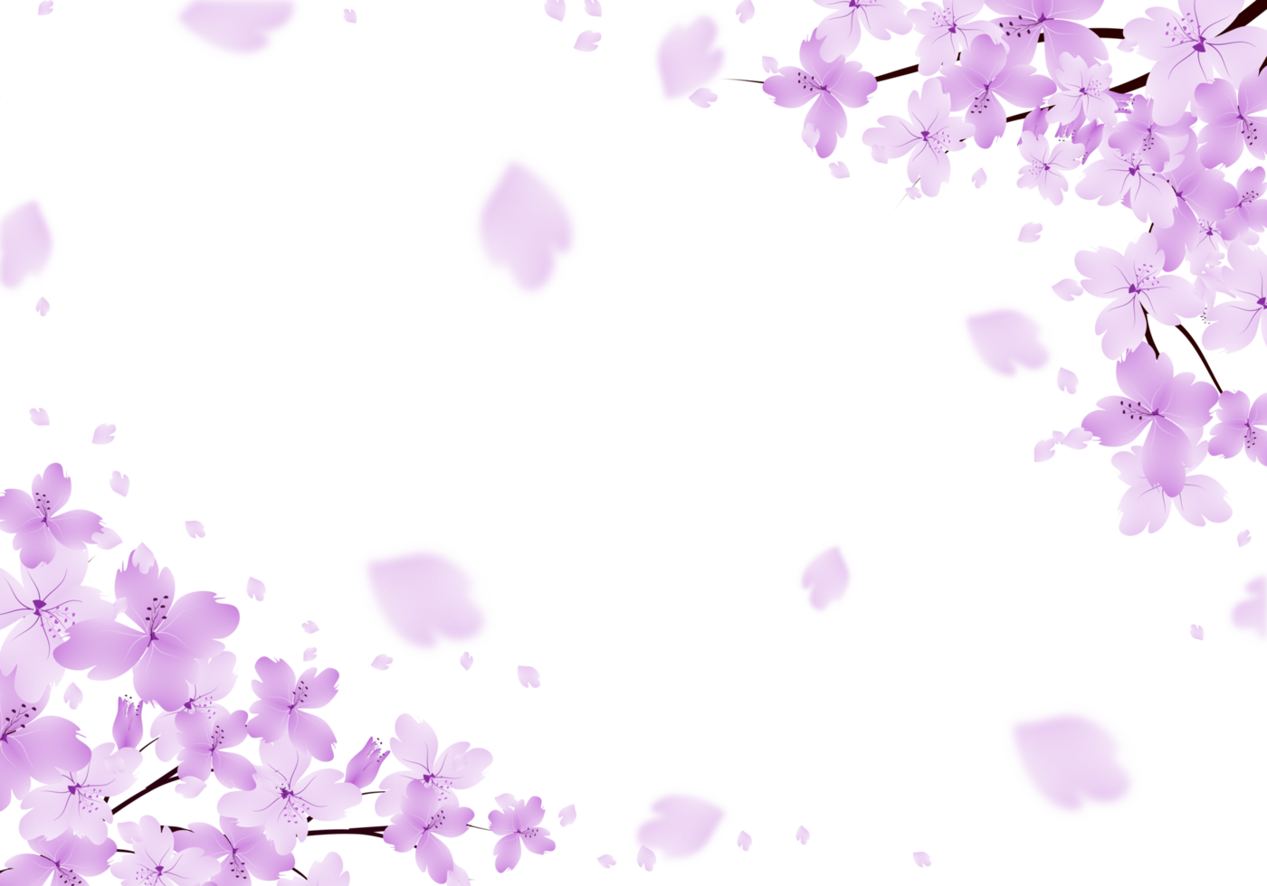 Purple Flowers Frame. Sakura bloom Background. Floral Branch Border. png