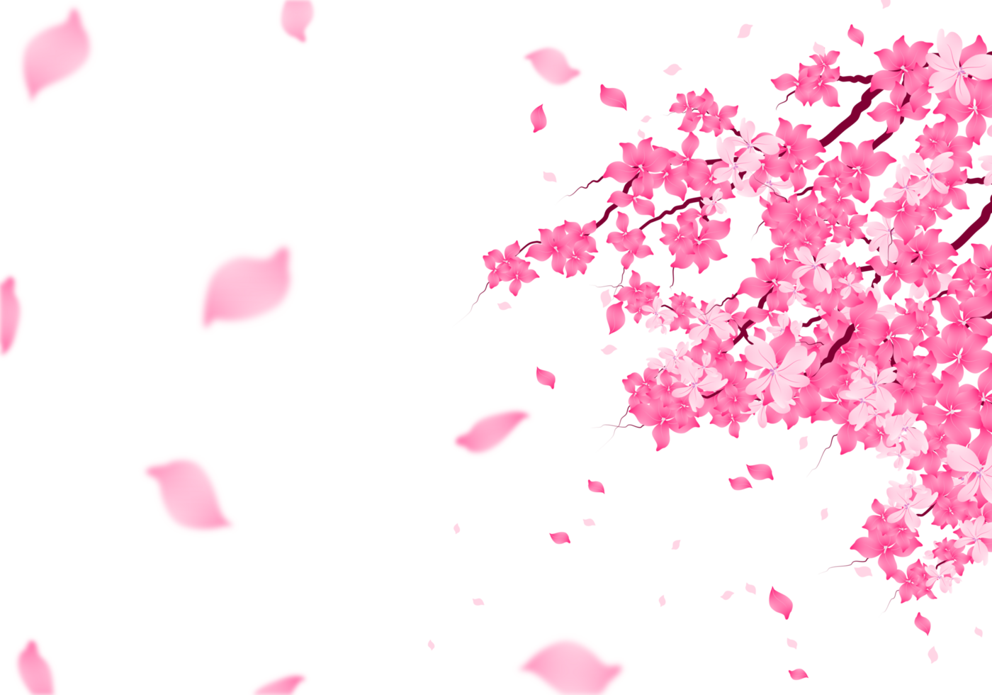 Sakura Blossom Frame. Cherry Bloom Background. Pink Flower falling Petals Border. png