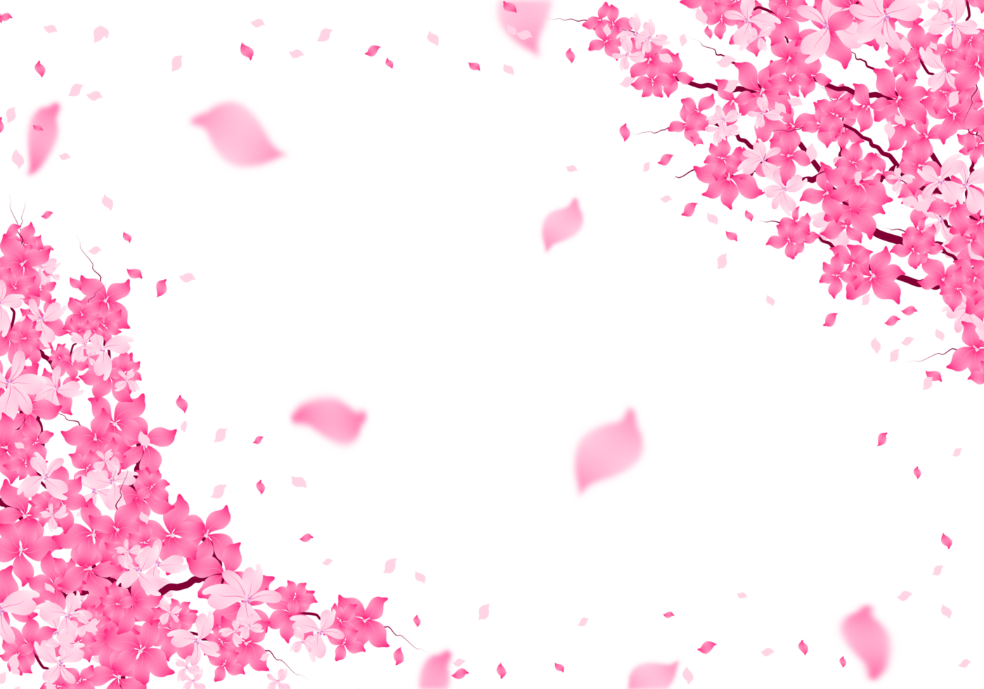 Sakura Blossom Frame. Cherry Bloom Background. Pink Flower falling Petals Border. png