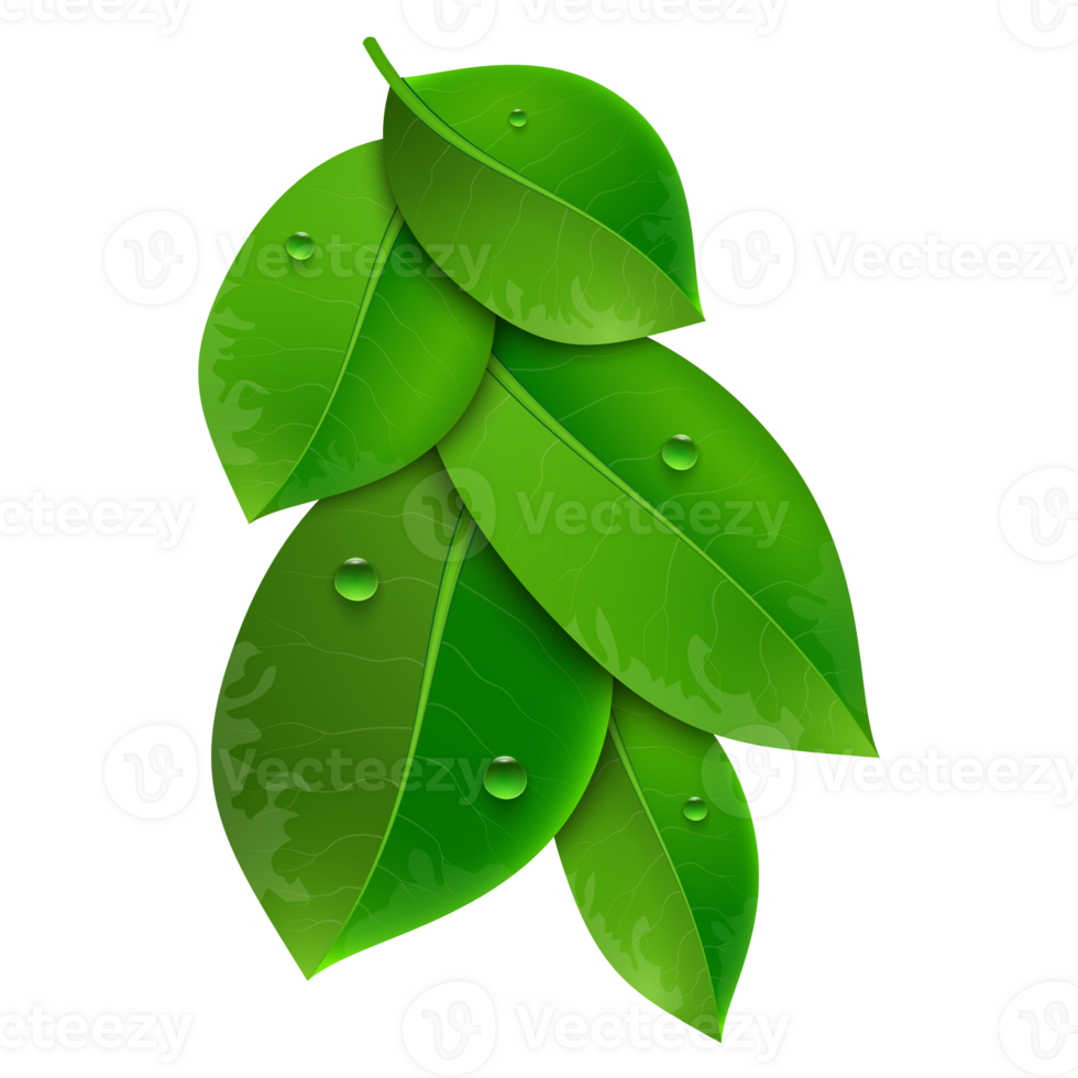 glossy green leaves 36310466 PNG