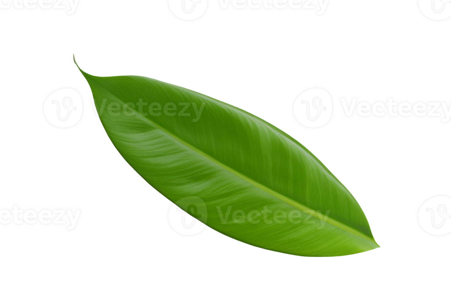 leaf plant isolated on transparent background png