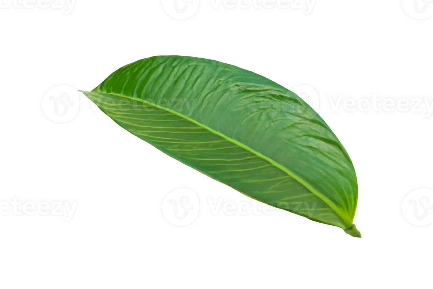 leaf plant isolated on transparent background png