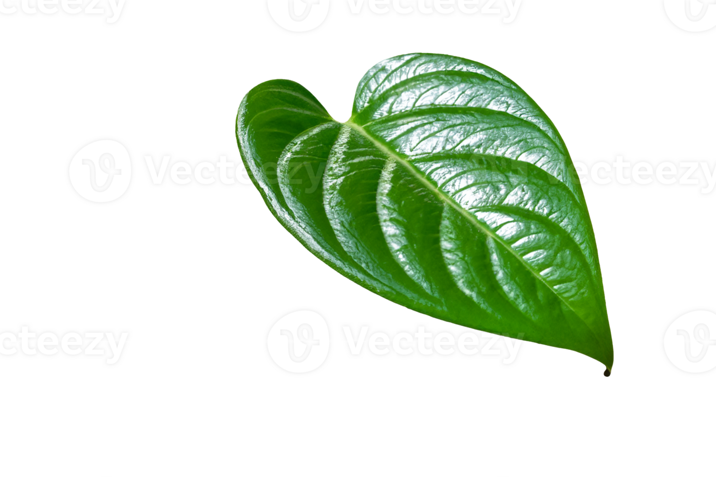 leaf plant isolated on transparent background png